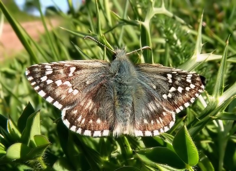 Un Pyrgus facile da determinare...